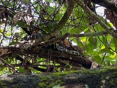 Boiga melanota