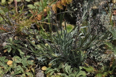 Eritrichium pulviniforme