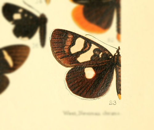 Mimeusemia accurata