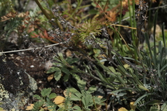 Eritrichium pulviniforme