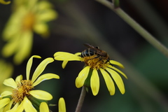 Megacampsomeris prismatica