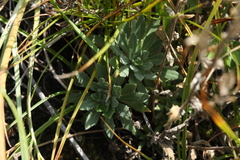Draba lanceolata