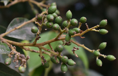 Cryptocarya triplinervis riparia