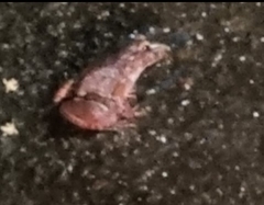 Fejervarya cancrivora