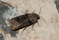 Agrotis clavis
