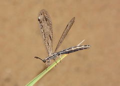 Subgulina talitzkii