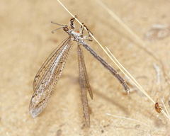 Neuroleon nemausiensis