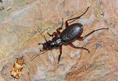 Carabus petri