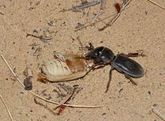 Scarites bucida