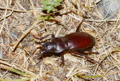 Taphoxenus