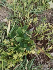 Osteospermum monstrosum