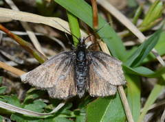 Metaxmeste sericealis