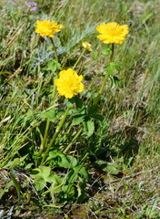 Trollius dschungaricus
