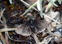 Metaxmeste sericealis