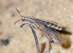 Subgulina talitzkii