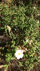 Cistus