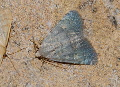 Dysmilichia bicyclica