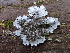 Parmelina pastillifera