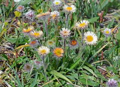 Erigeron lachnocephalus