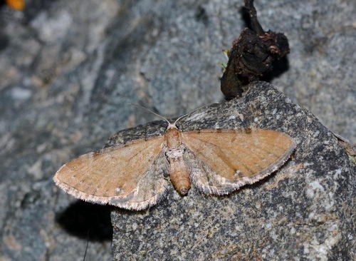 Eupithecia marginata