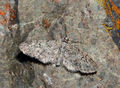 Eupithecia uliata
