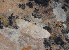 Idaea wiltshirei