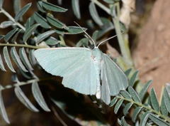 Pseudoterpna simplex