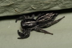 Ocrisiona leucocomis