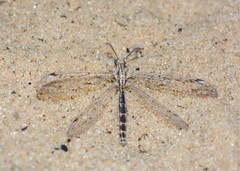 Subgulina talitzkii