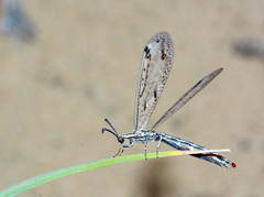 Subgulina talitzkii