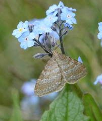 Xanthorhoe tianschanica