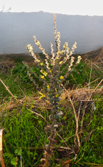 Verbascum mucronatum