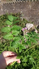 Erodium moschatum