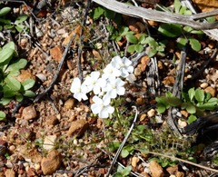 Drosera humilis