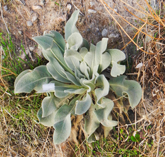 Verbascum mucronatum