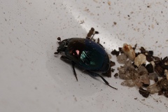 Saprinus cyaneus