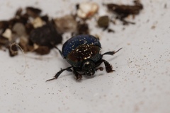 Saprinus cyaneus
