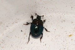 Saprinus cyaneus
