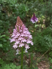 Anacamptis pyramidalis pyramidalis