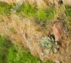 Verbascum mucronatum