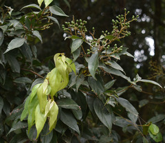 Cryptocarya triplinervis riparia