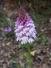 Anacamptis pyramidalis pyramidalis