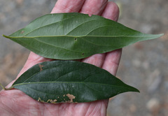 Cryptocarya triplinervis riparia