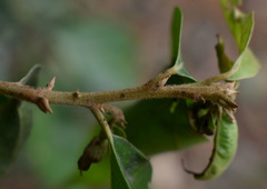 Cryptocarya triplinervis riparia