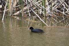 Fulica atra