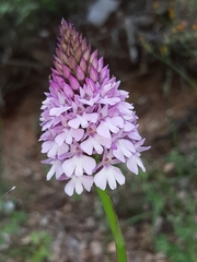 Anacamptis pyramidalis pyramidalis
