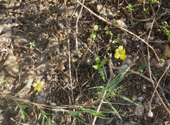 Verbascum mucronatum