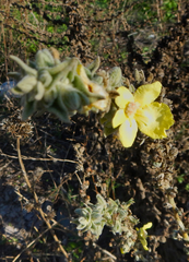 Verbascum mucronatum