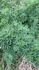 Lupinus arboreus