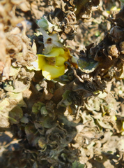 Verbascum mucronatum